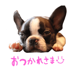 ボストンテリアのアルマくん