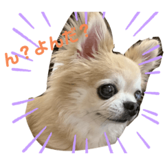 チワワのムサシ