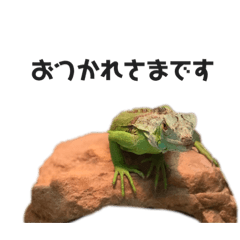 グリーンイグアナのみどり   -1-