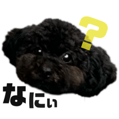 関西弁　トイプードル　(黒)