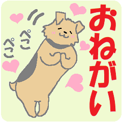 ノーフォークテリア： おねがい