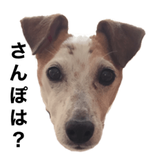 ジャックラッセルテリアのりく