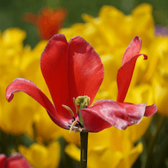 Dの写真スタンプ 一作目