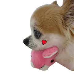 チワワのココイチくん②