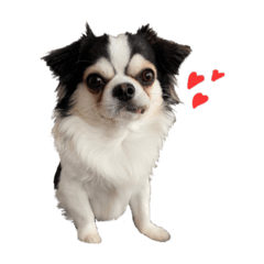 チワワのお殿さま その弐