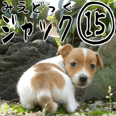 みえどっぐスタンプ ジャックラッセル編 15