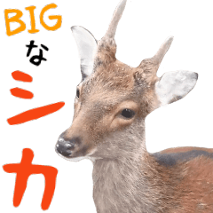 ほほえみフレンズ シカの日常BIGスタンプ