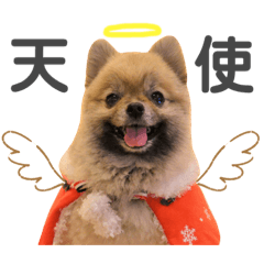 ポメラニアンのクララちゃん