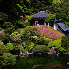 湘南・鎌倉の花２