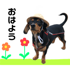 ダッピンシャーのちょこちゃん