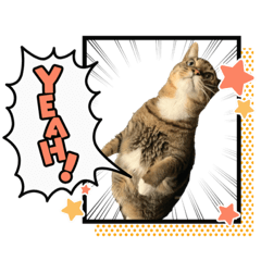 キジトラしか勝たん！