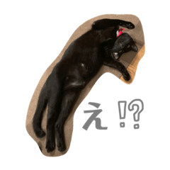 犬・猫　わんにゃん日常スタンプ