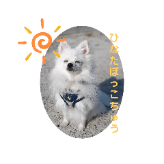 ポメラニアンの夏くん