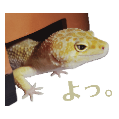 毎日使えるヒョウモントカゲモドキのひなた