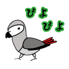 ぴよぴよヨウム