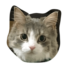 せつこにゃんにゃん