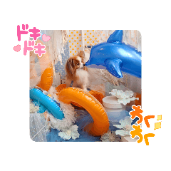 ぱぴぱぴパピヨン32