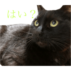 柴犬と保護猫のくろ猫