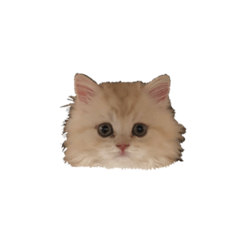 2021 raijin’s summer