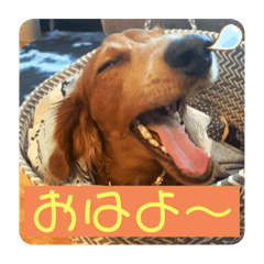 Pepper-o in NY vol. 2