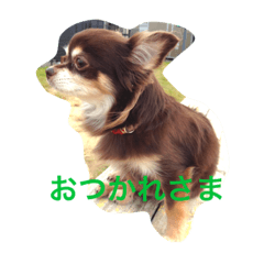 チョコタン チワワの さくら vol.1