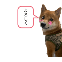 豆柴むーちゃん