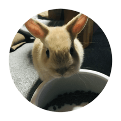 うさぎ       さび丸の日常