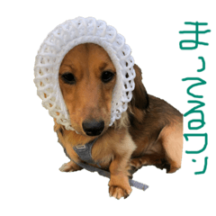 うちのくぅちゃん①-❶