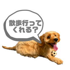 キャバックスのクウちゃん2