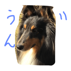 Sheltie 3