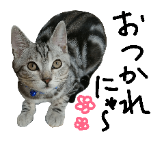 アメショのビビくん☆ゆるスタンプ③