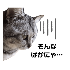 猫姉妹あやなつ