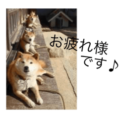 いだ家の柴犬スタンプ