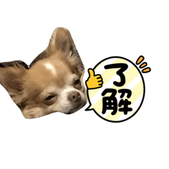 マロンのひとりごと