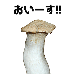 キモ激しく動く！きのこ