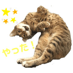 可愛い猫のさくもんスタンプ