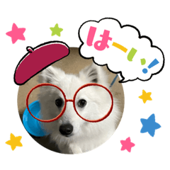 愛犬武尊ちゃん