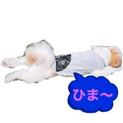 シーズーのおもちくん2