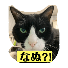 ホットキャット