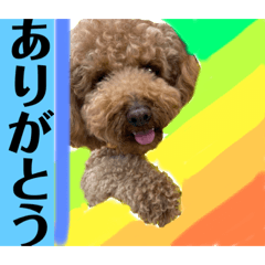 トイプももちゃん　その3