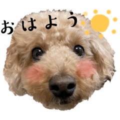 ぷーどるめるちゃん2