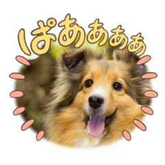 シェルティの生活