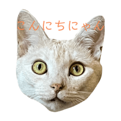 松本家のきなこ日常