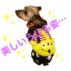 愛犬マーブル君