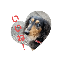 かんな&ダックスフレンズ２