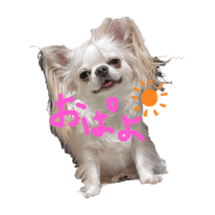 チワワのレオルウ