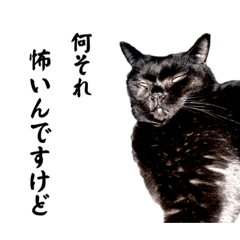 黒猫アルジャーニ