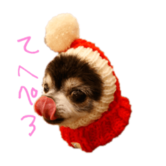 ブラタンチワワのいる生活