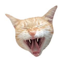 Kelly_20230317115513