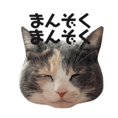 ちっちゃいものくらぶ。①〜猫メイン〜